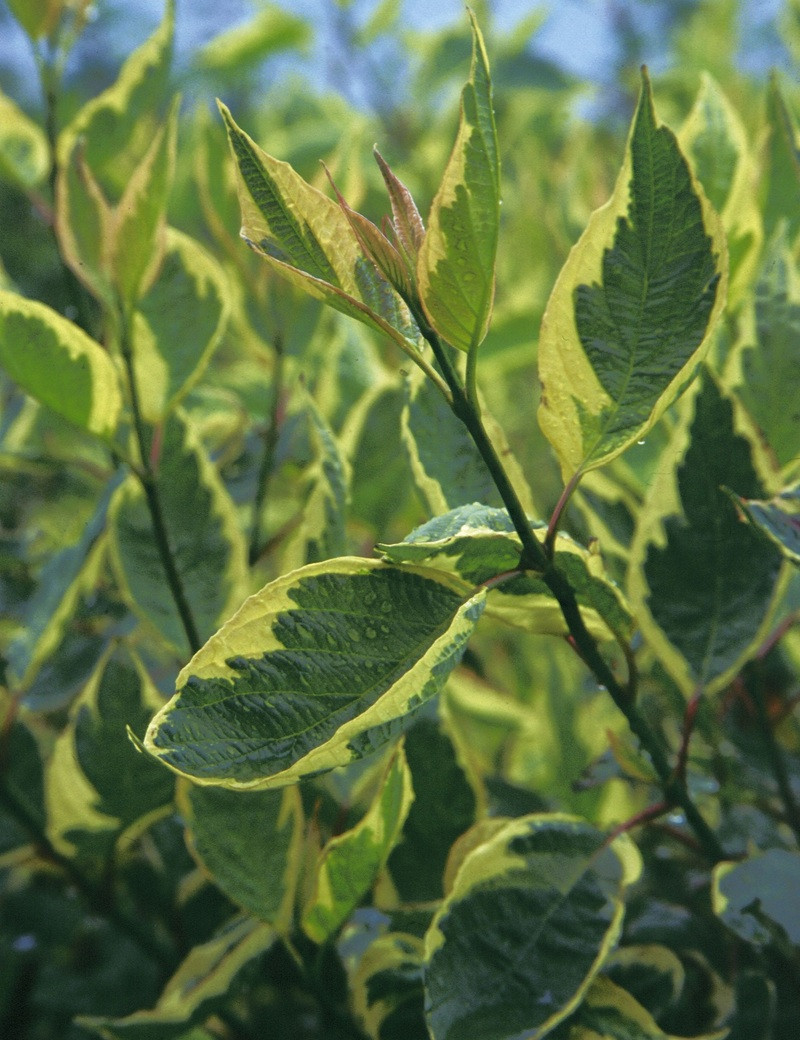 CORNUS alba CREAM CRACKER - Cornouiller blanc