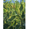 CORNUS alba CREAM CRACKER - Cornouiller blanc