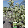 CORNUS alba CREAM CRACKER - Cornouiller blanc
