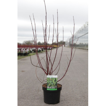 CORNUS alba CREAM CRACKER - Cornouiller blanc