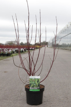 CORNUS alba CREAM CRACKER - Cornouiller blanc