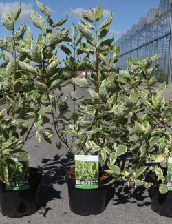 CORNUS alba CREAM CRACKER - Cornouiller blanc En pot de 3-4 litres buisson hauteur 040-060 cm