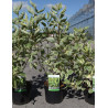 CORNUS alba CREAM CRACKER - Cornouiller blanc En pot de 3-4 litres buisson hauteur 040-060 cm