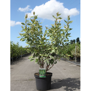 CORNUS alba CREAM CRACKER - Cornouiller blanc En pot de 10-12 litres buisson hauteur 080-100 cm