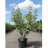 CORNUS alba CREAM CRACKER - Cornouiller blanc En pot de 10-12 litres buisson hauteur 080-100 cm