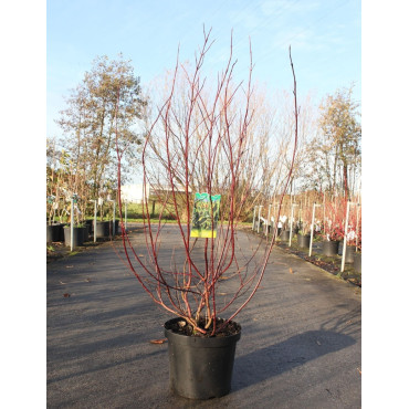 CORNUS alba CREAM CRACKER - Cornouiller blanc En pot de 10-12 litres buisson hauteur 080-100 cm