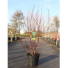 CORNUS alba CREAM CRACKER - Cornouiller blanc En pot de 10-12 litres buisson hauteur 080-100 cm