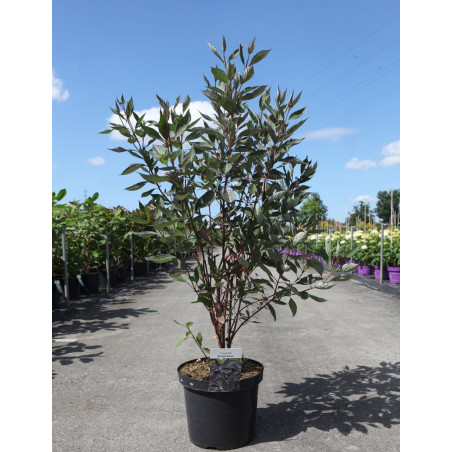 CORNUS alba NIGHTFALL - Cornouiller blanc En pot de 10-12 litres buisson hauteur 080-100 cm
