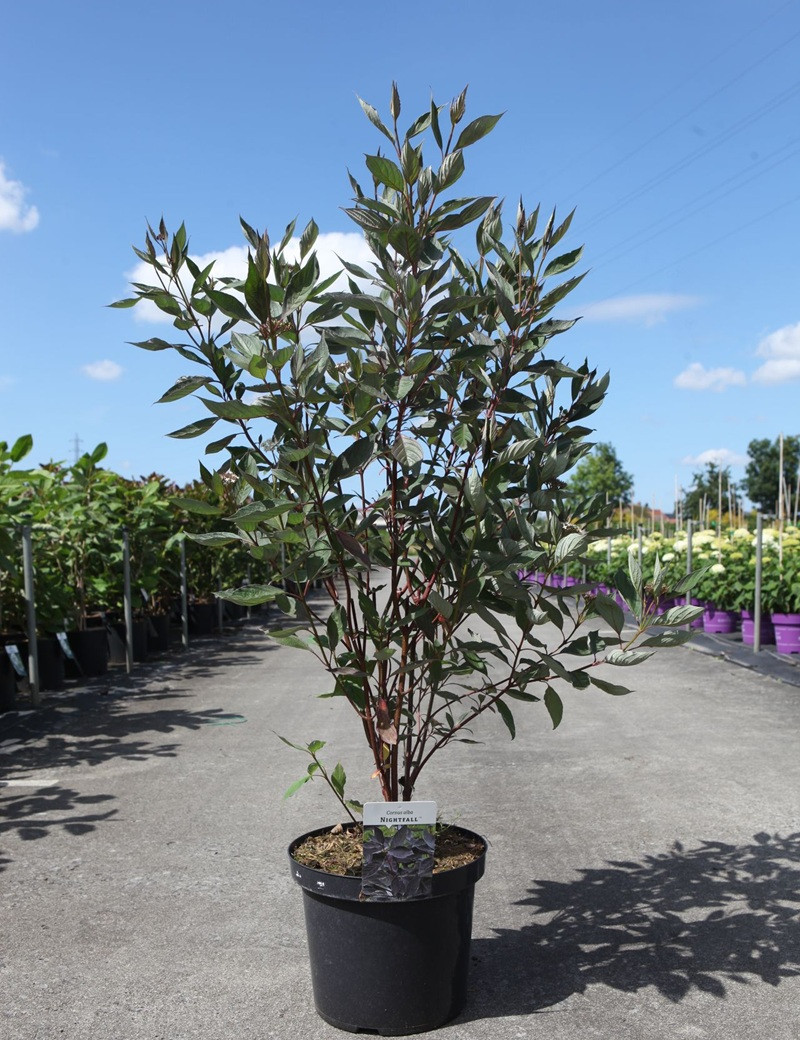 CORNUS alba NIGHTFALL - Cornouiller blanc En pot de 10-12 litres buisson hauteur 080-100 cm