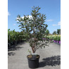 CORNUS alba NIGHTFALL - Cornouiller blanc En pot de 10-12 litres buisson hauteur 080-100 cm