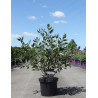 CORNUS alba NIGHTFALL - Cornouiller blanc En pot de 10-12 litres buisson hauteur 080-100 cm
