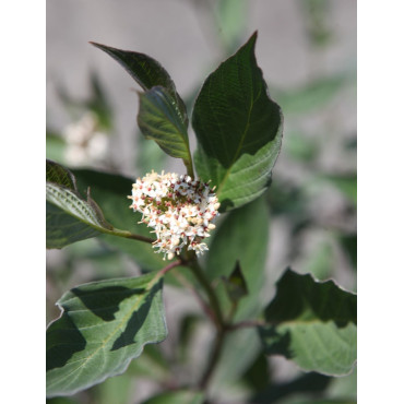 CORNUS alba NIGHTFALL - Cornouiller blanc