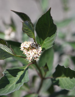 CORNUS alba NIGHTFALL - Cornouiller blanc