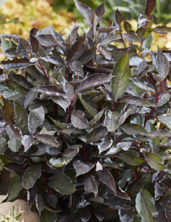 CORNUS alba NIGHTFALL - Cornouiller blanc