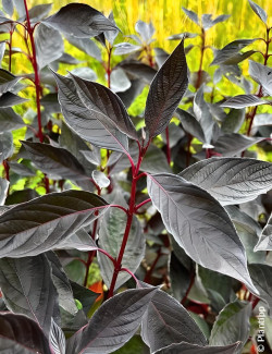 CORNUS alba NIGHTFALL - Cornouiller blanc