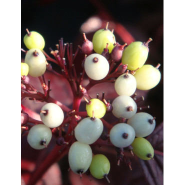 CORNUS alba SIBERIAN PEARLS - Cornouiller blanc