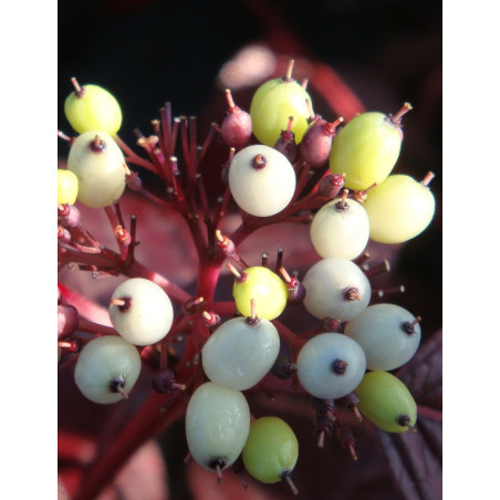 CORNUS alba SIBERIAN PEARLS - Cornouiller blanc