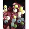 CORNUS alba SIBERIAN PEARLS - Cornouiller blanc