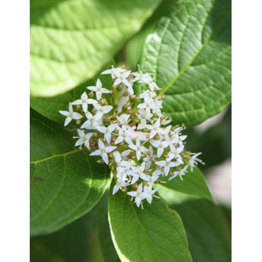 CORNUS alba SIBERIAN PEARLS - Cornouiller blanc