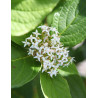 CORNUS alba SIBERIAN PEARLS - Cornouiller blanc