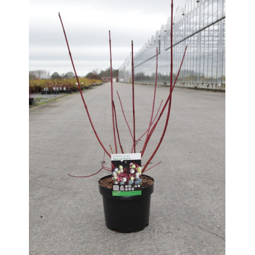 CORNUS alba SIBERIAN PEARLS - Cornouiller blanc En pot de 3-4 litres buisson hauteur 040-060 cm