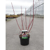 CORNUS alba SIBERIAN PEARLS - Cornouiller blanc En pot de 3-4 litres buisson hauteur 040-060 cm