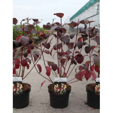 CORNUS alba SIBERIAN PEARLS - Cornouiller blanc En pot de 3-4 litres buisson hauteur 040-060 cm