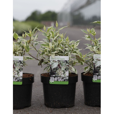 CORNUS alba SIBIRICA VARIEGATA - Cornouiller blanc En pot de 3-4 litres buisson hauteur 040-060 cm