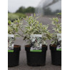 CORNUS alba SIBIRICA VARIEGATA - Cornouiller blanc En pot de 3-4 litres buisson hauteur 040-060 cm