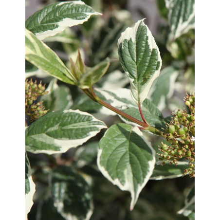 CORNUS alba SIBIRICA VARIEGATA - Cornouiller blanc