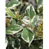CORNUS alba SIBIRICA VARIEGATA - Cornouiller blanc