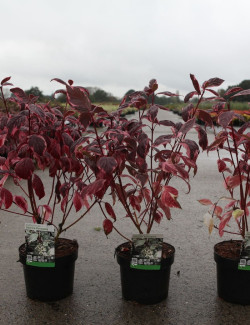 CORNUS alba SIBIRICA VARIEGATA - Cornouiller blanc En pot de 3-4 litres buisson hauteur 040-060 cm
