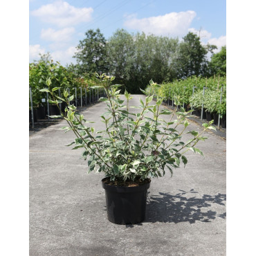 CORNUS alba SIBIRICA VARIEGATA - Cornouiller blanc En pot de 10-12 litres buisson hauteur 080-100 cm