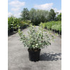CORNUS alba SIBIRICA VARIEGATA - Cornouiller blanc En pot de 10-12 litres buisson hauteur 080-100 cm