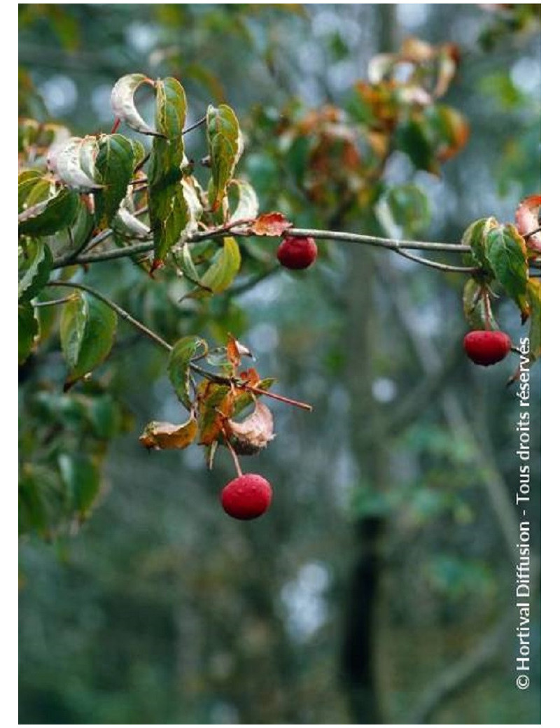 CORNUS kousa CHINA GIRL - Cornouiller à fleurs