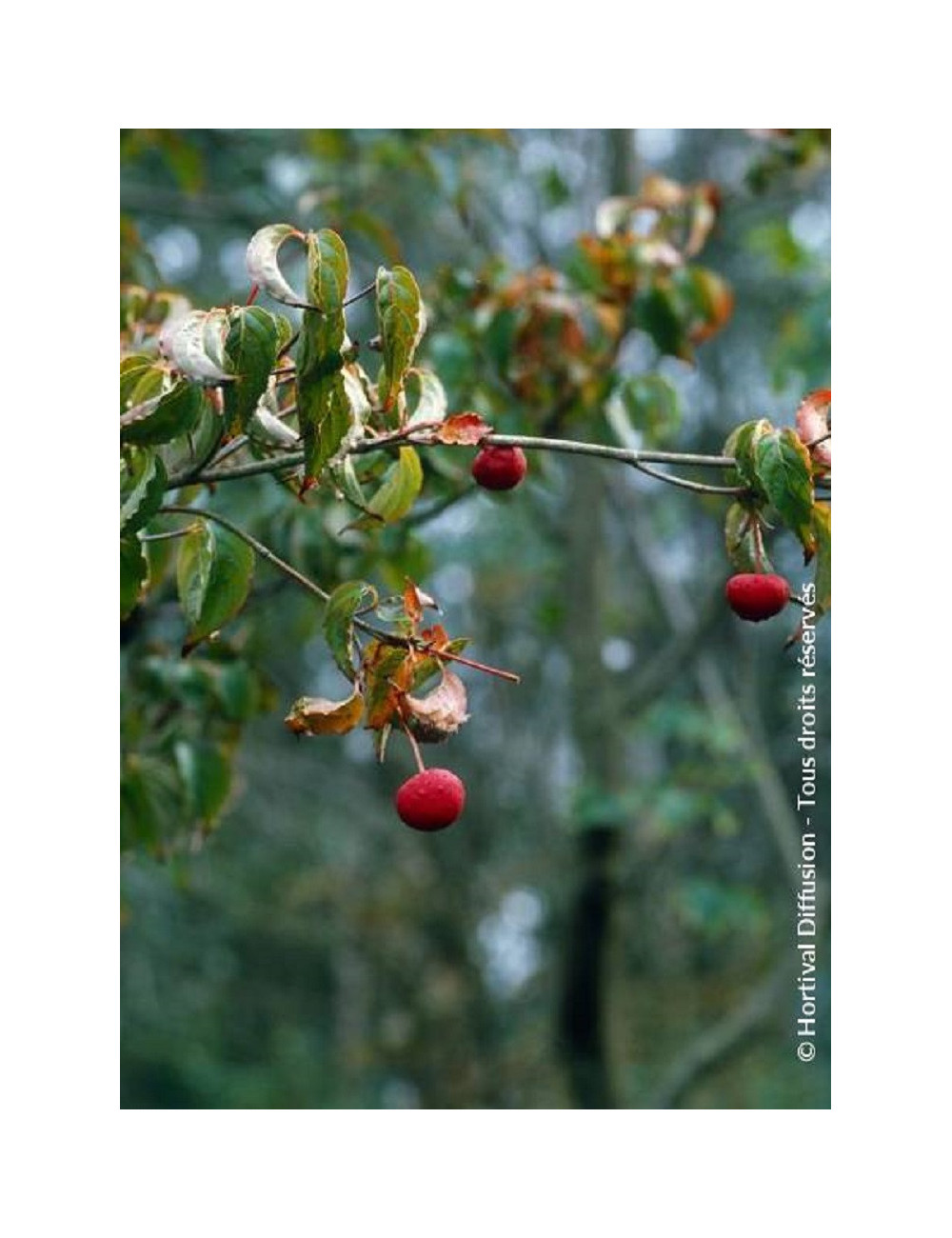 CORNUS kousa CHINA GIRL - Cornouiller à fleurs