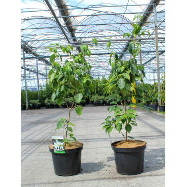 CORNUS kousa CHINA GIRL - Cornouiller à fleurs En pot de 12-15 litres buisson hauteur 080-100 cm