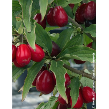 Cornouiller mâle - CORNUS mas SCHÖNBRUNNER GOURMET DIRNDL