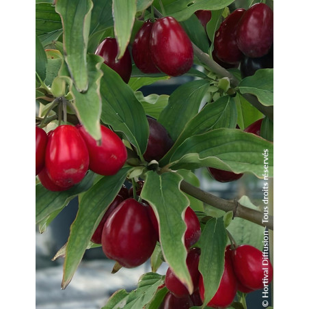 Cornouiller mâle - CORNUS mas SCHÖNBRUNNER GOURMET DIRNDL