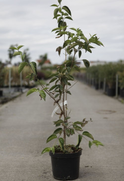 Cornouiller mâle - CORNUS mas SCHÖNBRUNNER GOURMET DIRNDL En pot de 7-10 litres buisson hauteur 080-100 cm