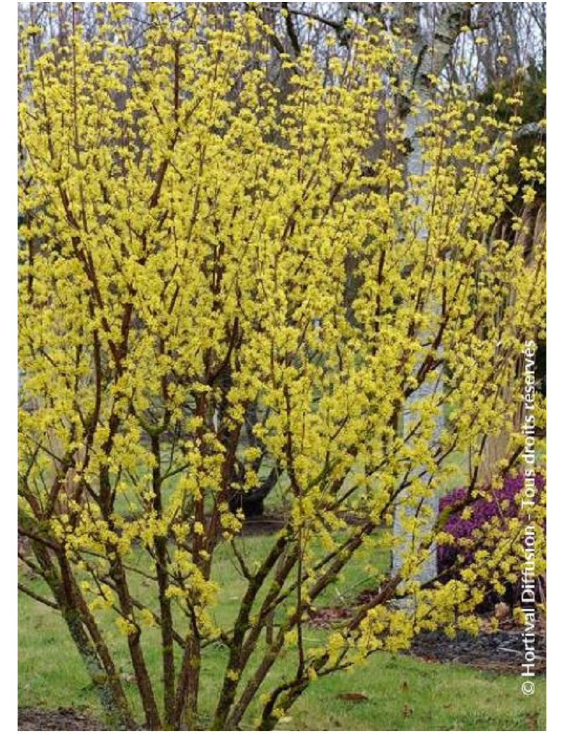 CORNUS officinalis ROBIN'S PRIDE- Cornouiller officinal