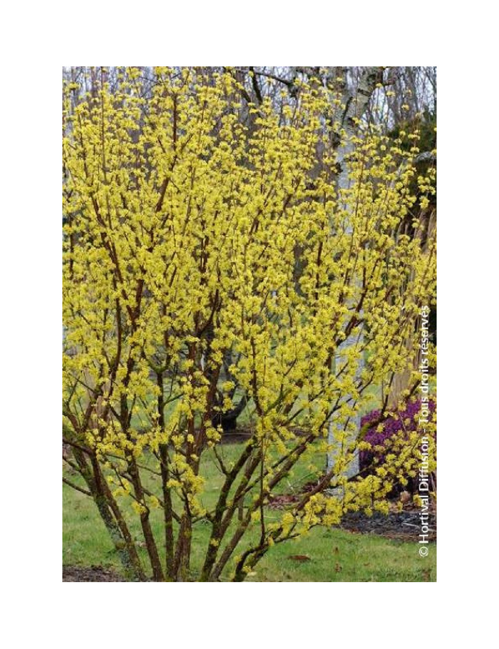 CORNUS officinalis ROBIN'S PRIDE- Cornouiller officinal