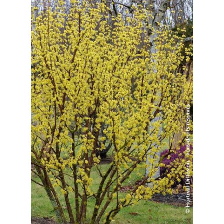 CORNUS officinalis ROBIN'S PRIDE- Cornouiller officinal