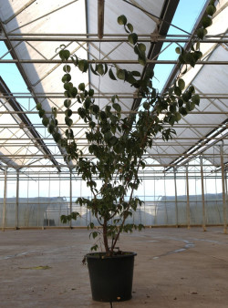 CORNUS officinalis ROBIN'S PRIDE- Cornouiller officinal