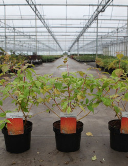 CORNUS sanguinea ANNY'S WINTER ORANGE - Cornouiller sanguin En pot de 3-4 litres buisson hauteur 040-060 cm