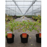 CORNUS sanguinea ANNY'S WINTER ORANGE - Cornouiller sanguin En pot de 3-4 litres buisson hauteur 040-060 cm