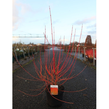 CORNUS sanguinea ANNY'S WINTER ORANGE - Cornouiller sanguin En pot de 10-12 litres buisson hauteur 080-100 cm