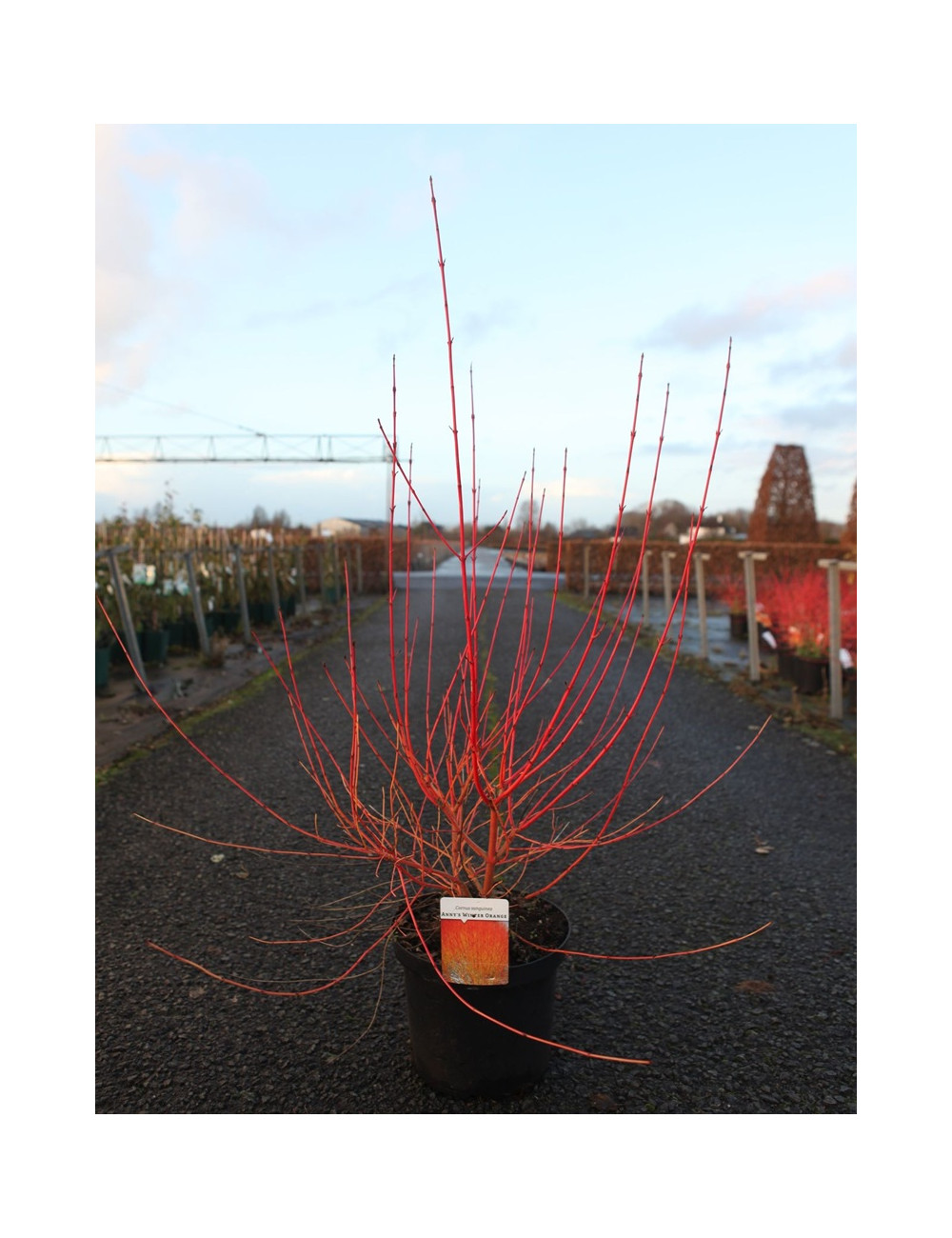 CORNUS sanguinea ANNY'S WINTER ORANGE - Cornouiller sanguin En pot de 10-12 litres buisson hauteur 080-100 cm