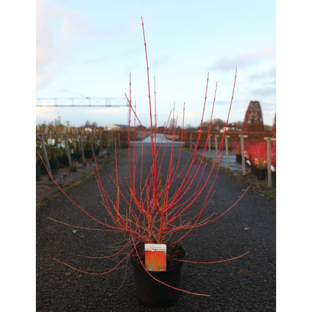 CORNUS sanguinea ANNY'S WINTER ORANGE - Cornouiller sanguin En pot de 10-12 litres buisson hauteur 080-100 cm