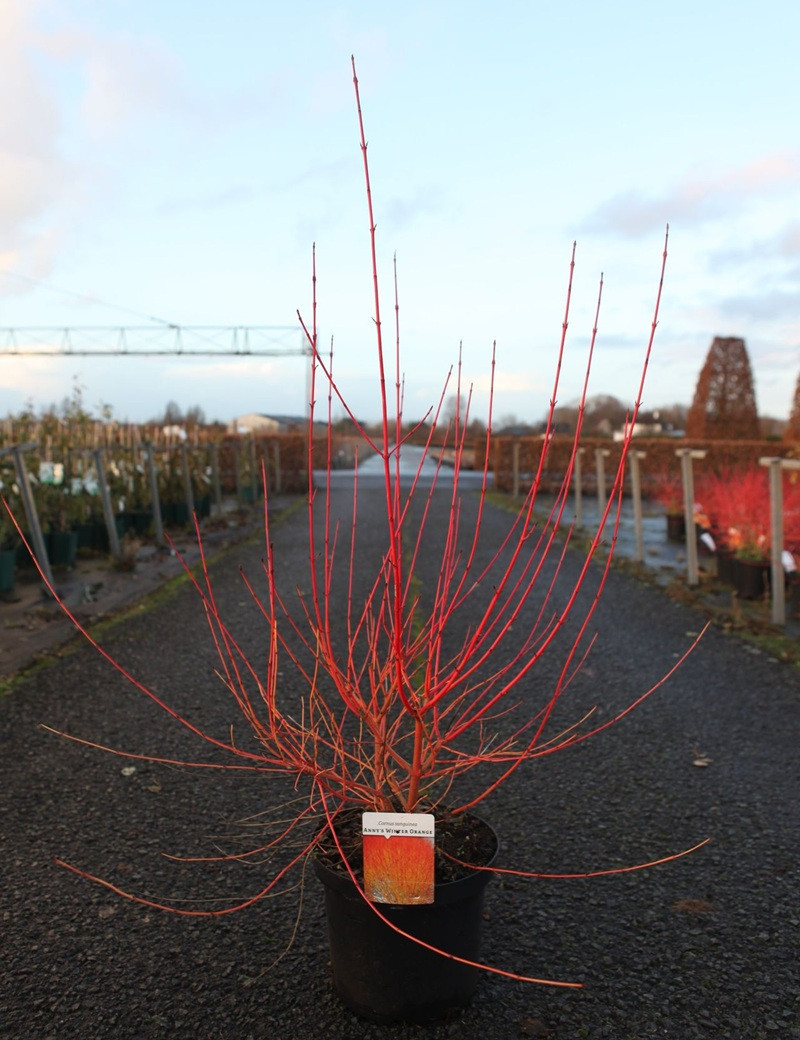 CORNUS sanguinea ANNY'S WINTER ORANGE - Cornouiller sanguin En pot de 10-12 litres buisson hauteur 080-100 cm